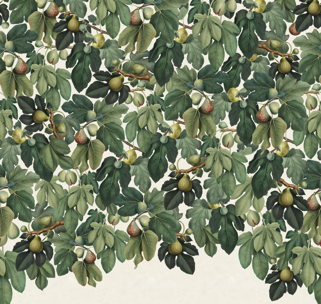 Fig Tree, Green, Rebel Walls