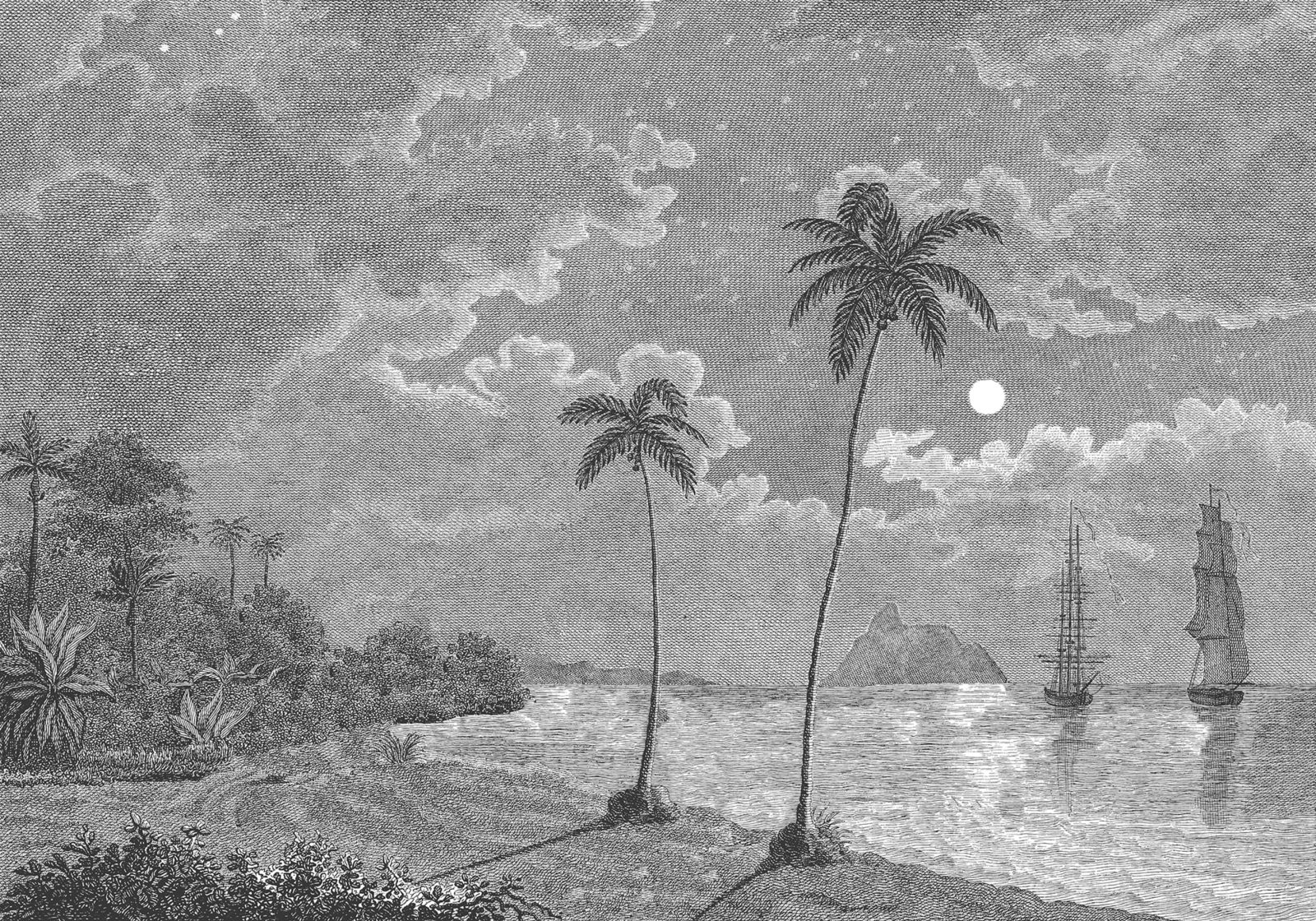 Palm Beach, Black & White, Rebel Walls