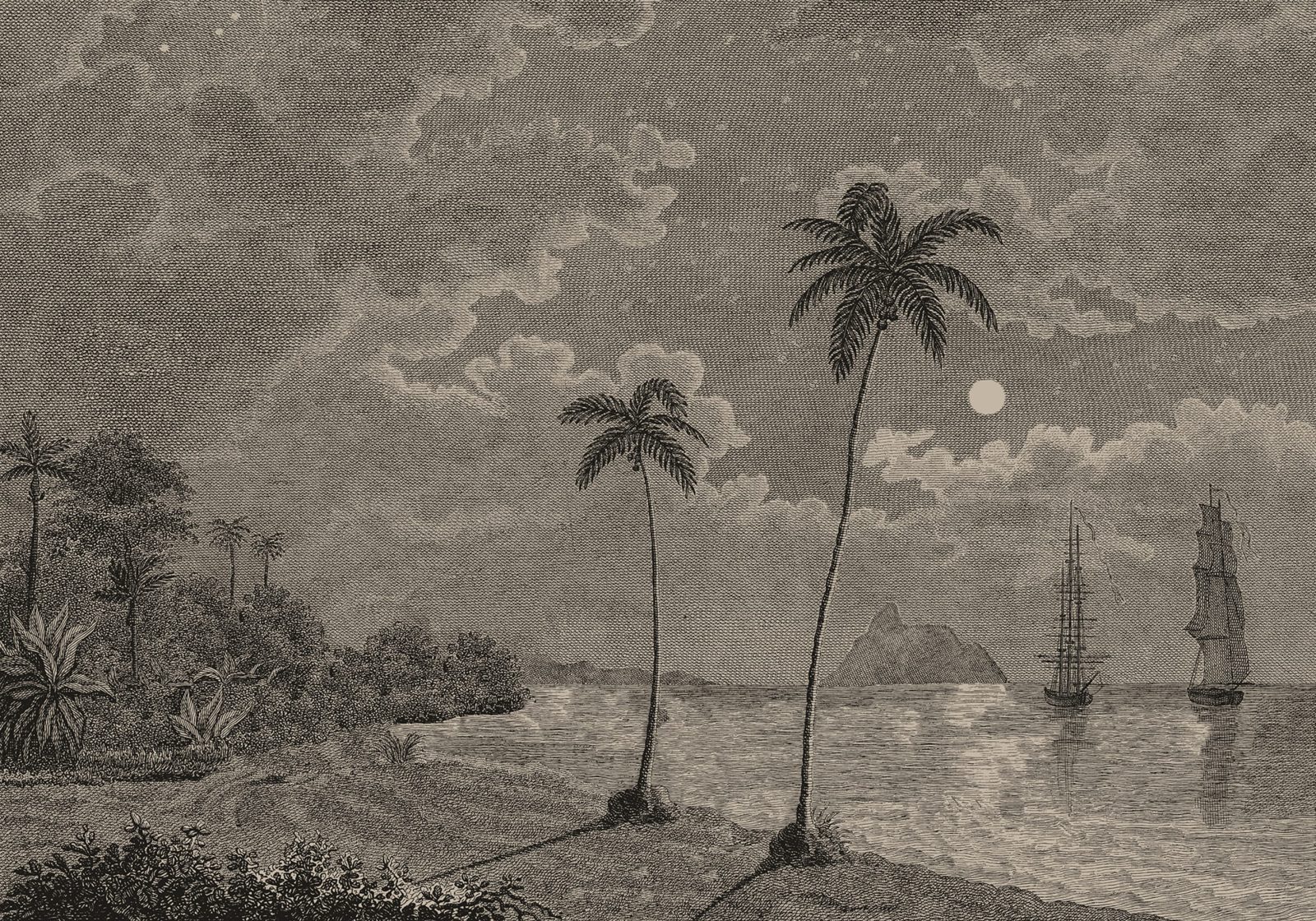 Palm Beach, Vintage, Rebel Walls