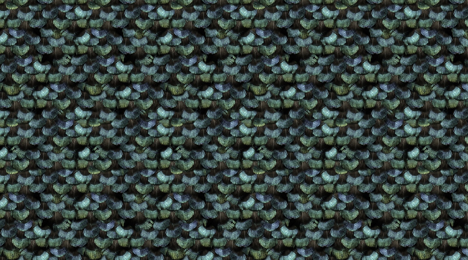 Peacock Plumage, Rebel Walls