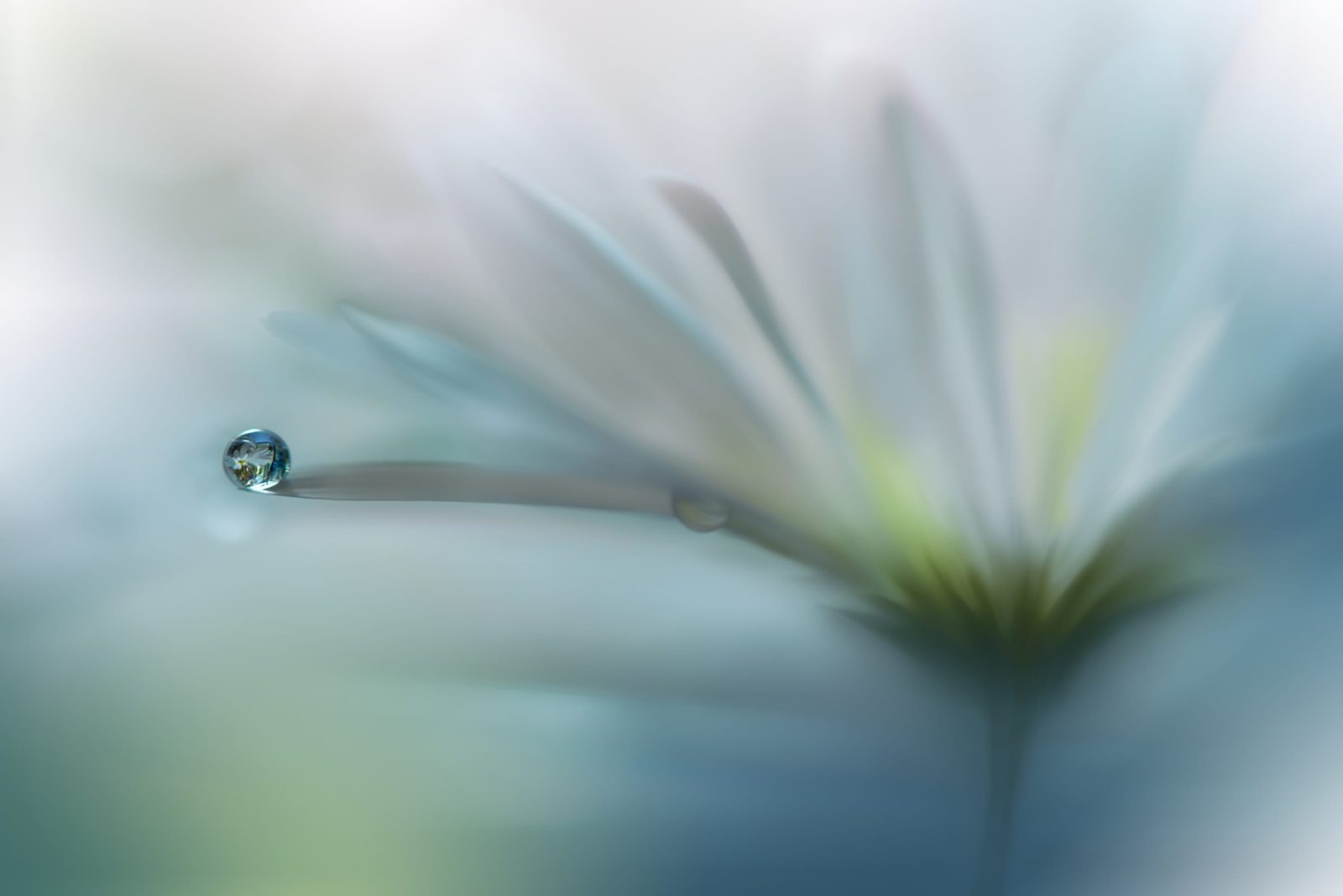 Raindrop, Rebel Walls