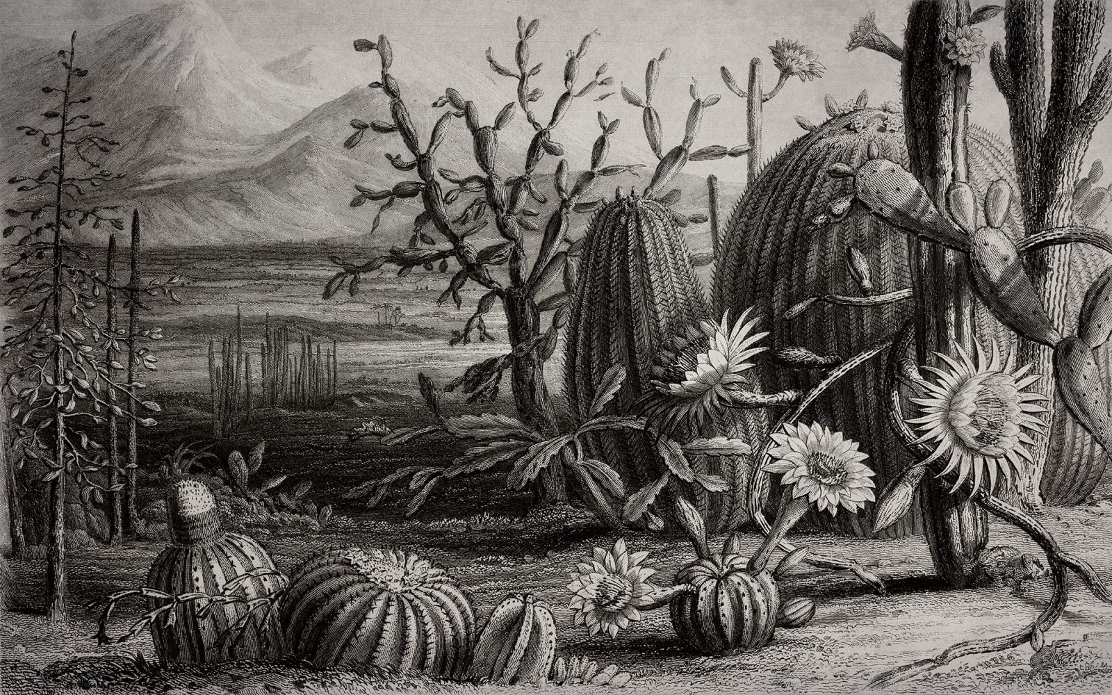 Cactus Garden, Rebel Walls
