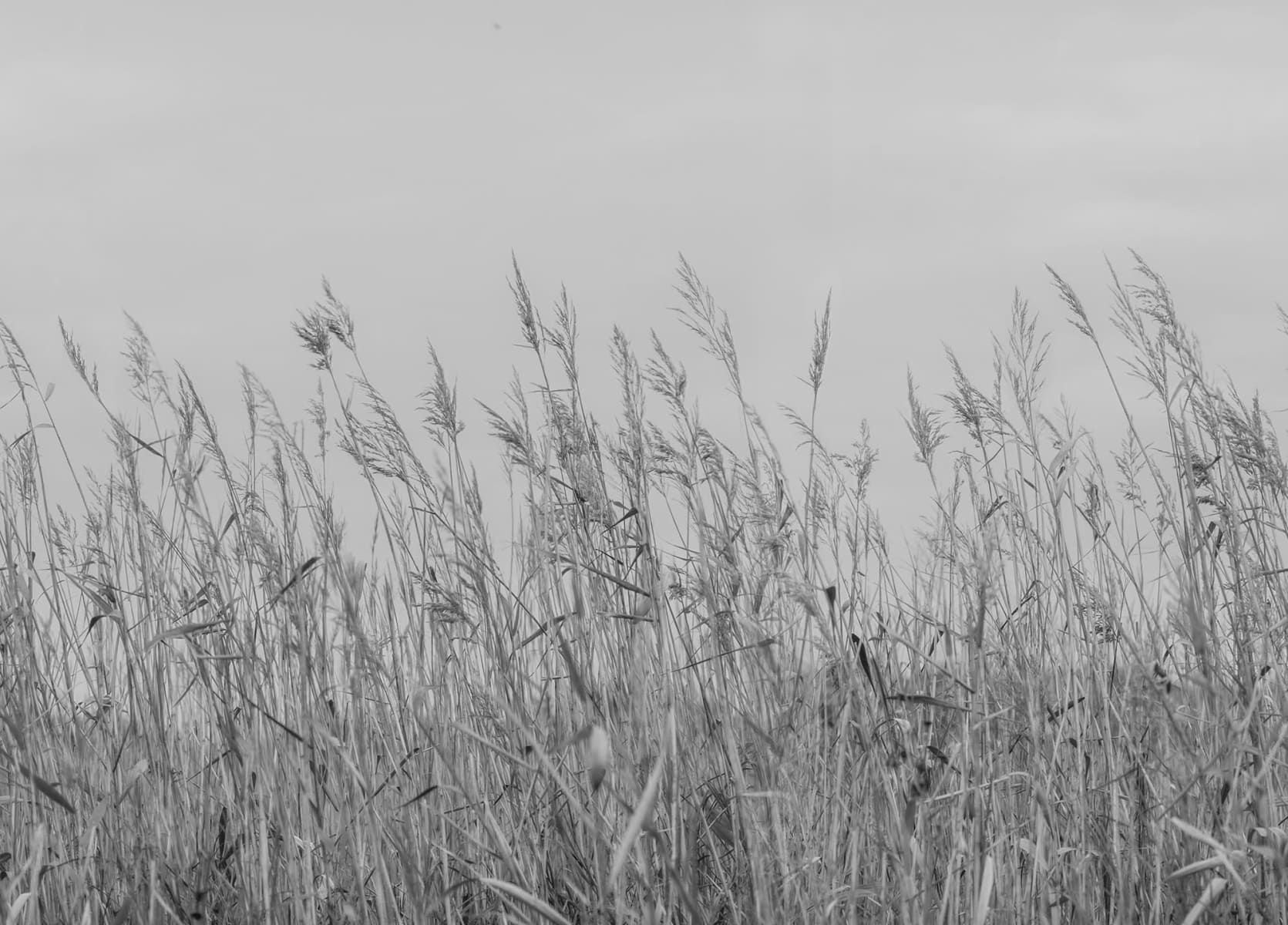 Reed Meadow, Gray, Rebel Walls