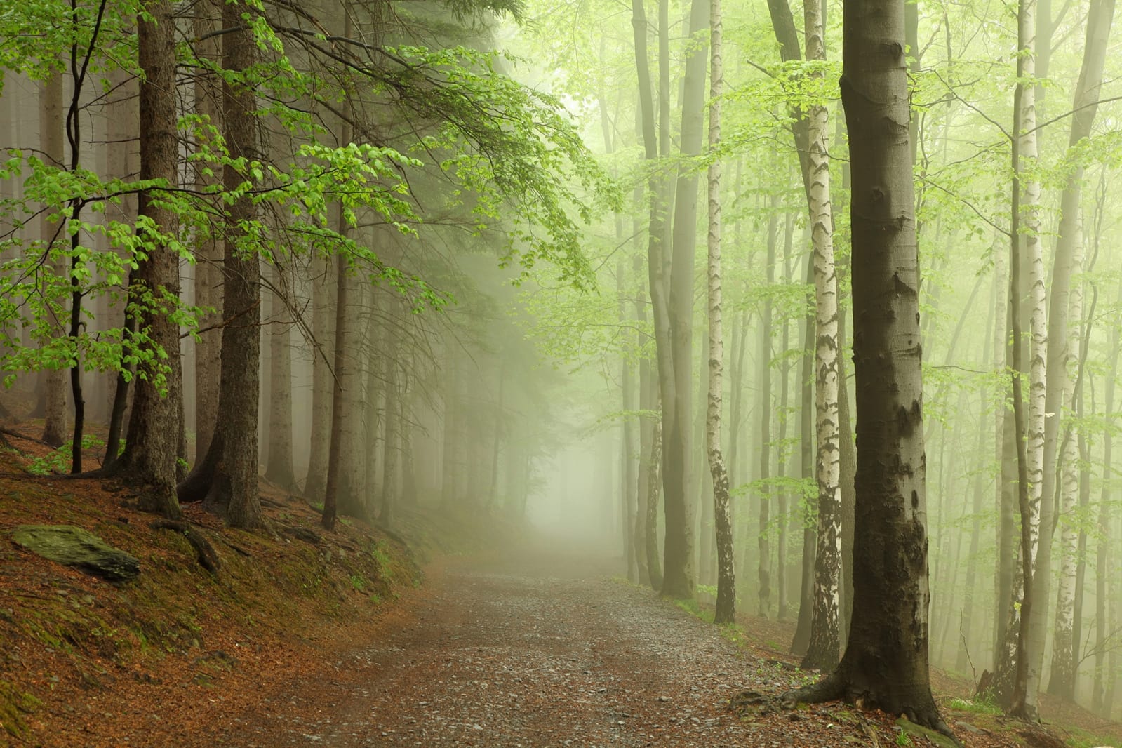 Forest Path, Rebel Walls