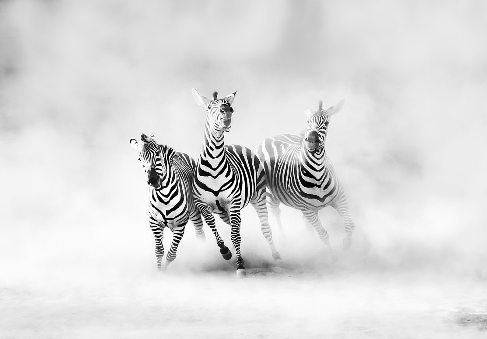 Graphic Zebras, Rebel Walls