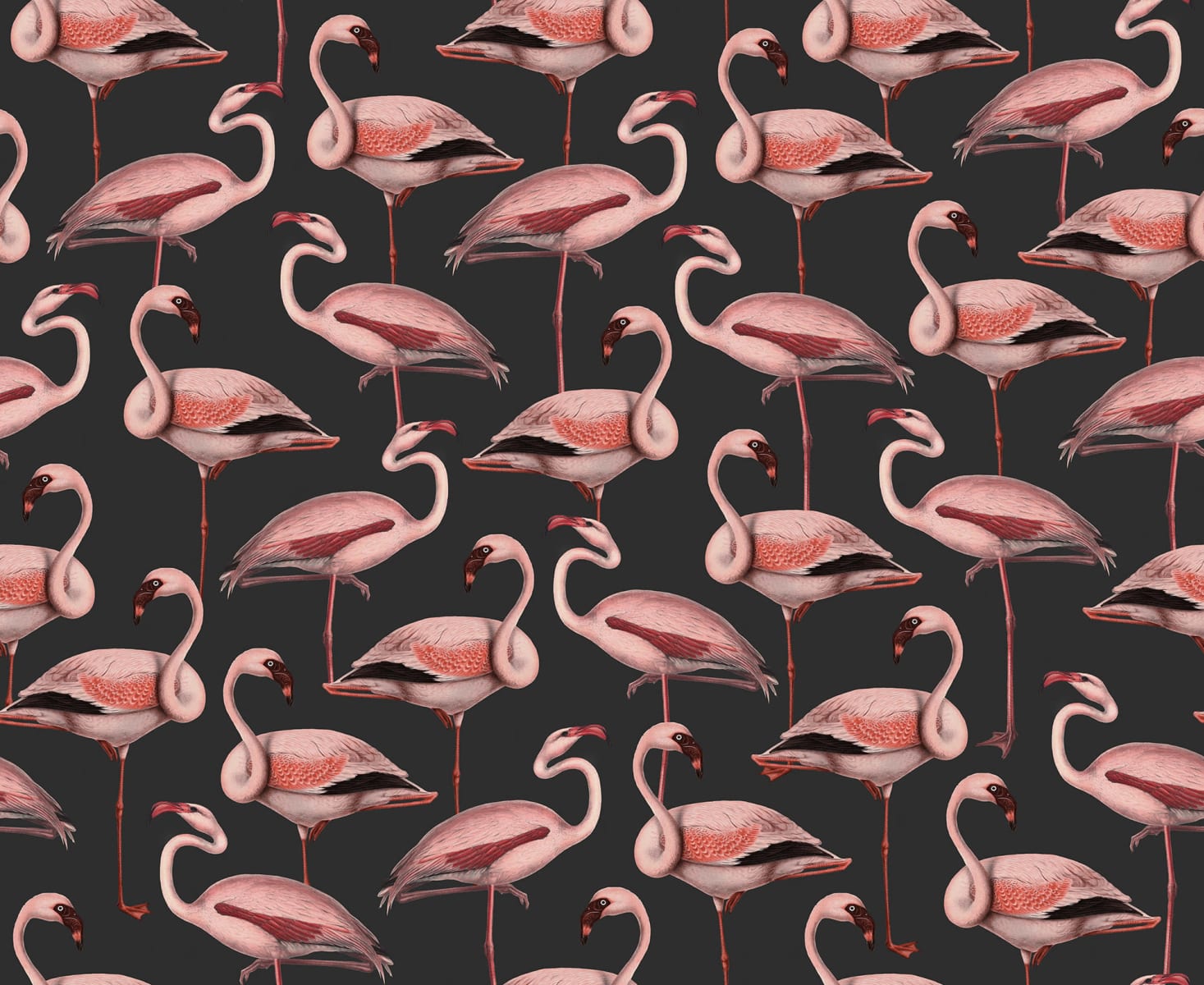 Flamingos, Liquorice, Rebel Walls