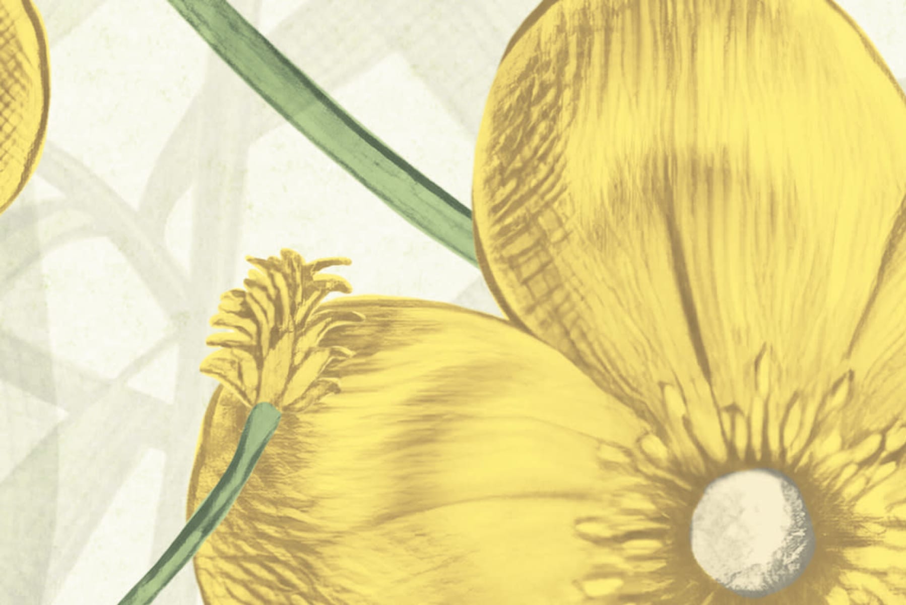 Vintage Buttercups, Yellow, Rebel Walls 4