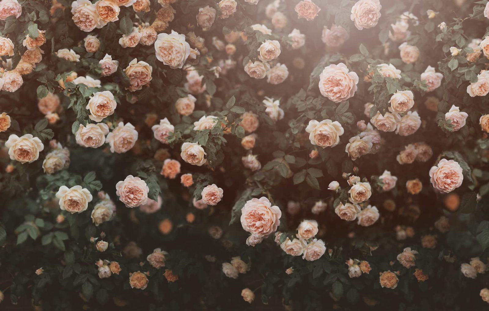Regal Rose, Apricot, Rebel Walls