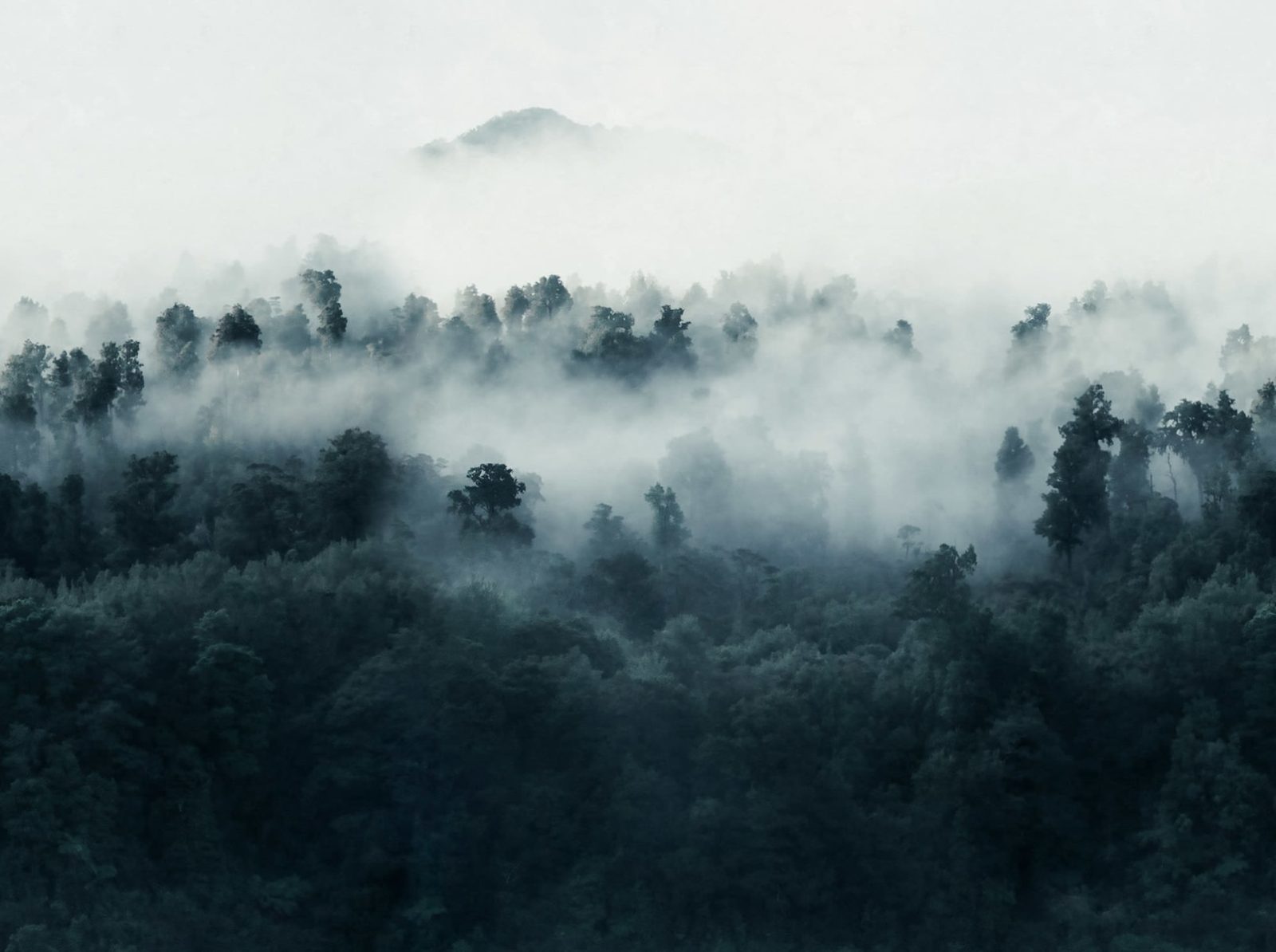 Misty Woodland, Blue, Rebel Walls