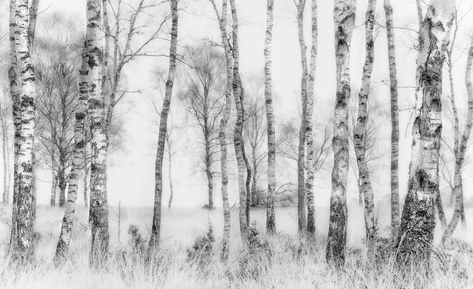 Birch Trees, Rebel Walls