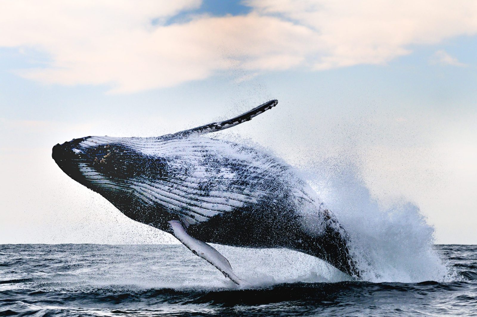 Whale Song, Rebel Walls