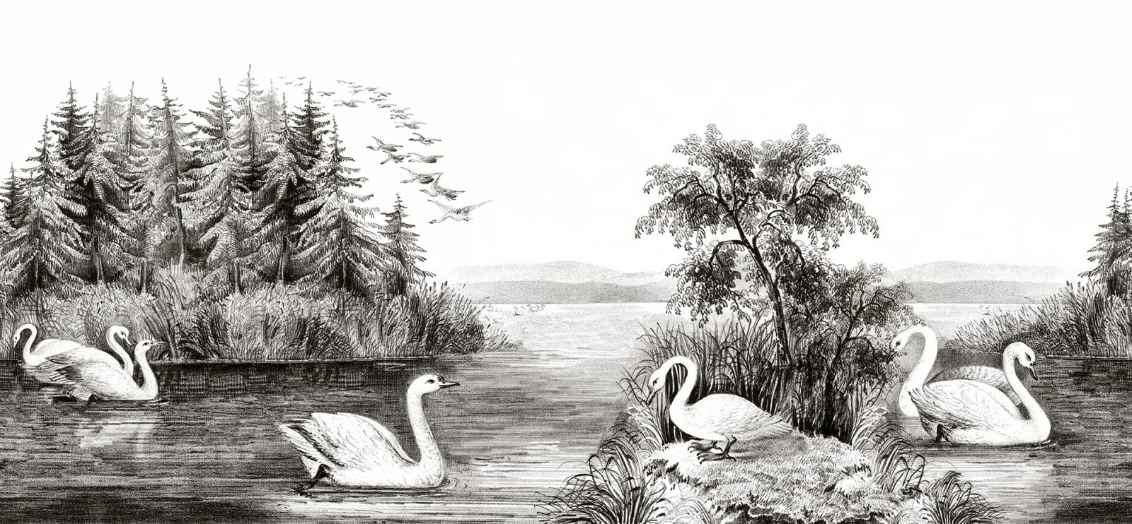Swan Lake, Rebel Walls