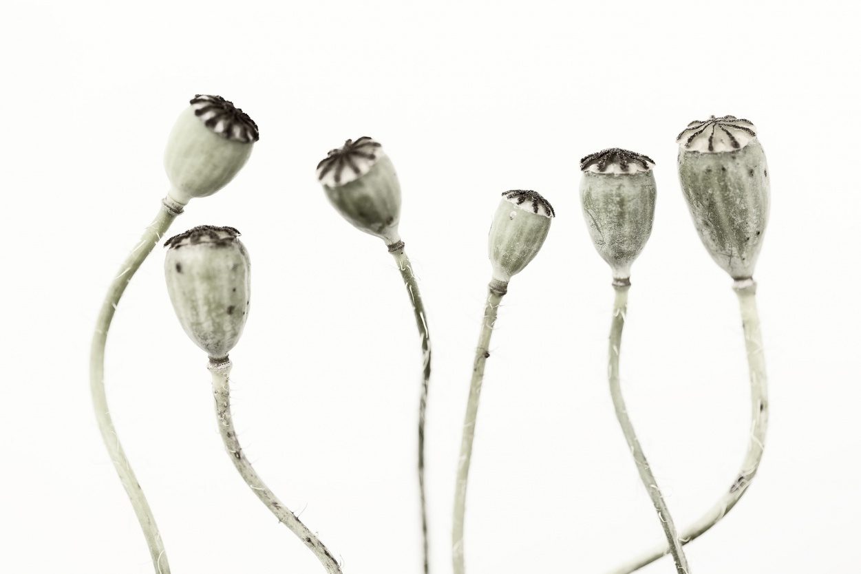 Simple Seedpod, Rebel Walls
