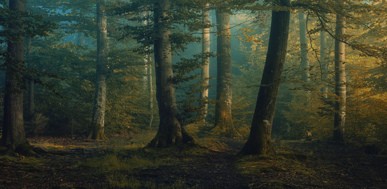 Beech Forest, Rebel Walls