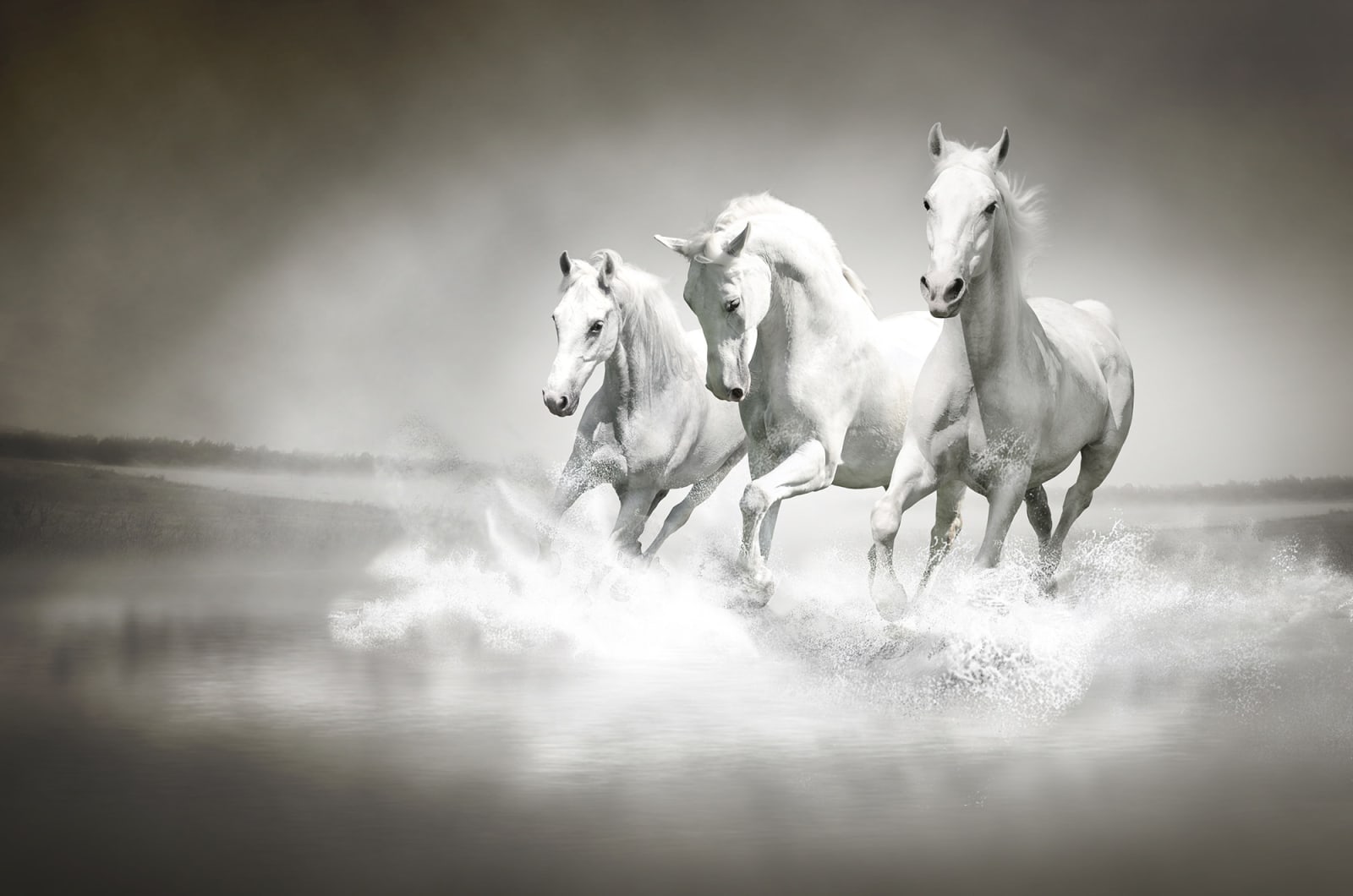 Horses, Rebel Walls