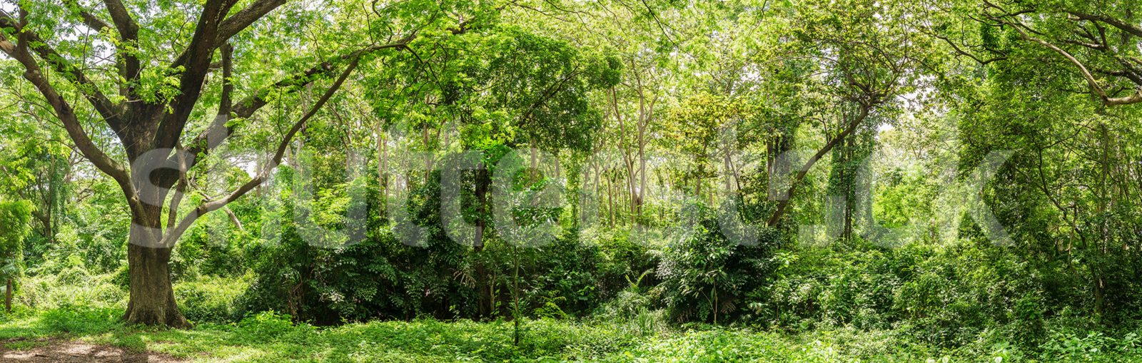 Summer Forest, Green, Rebel Walls