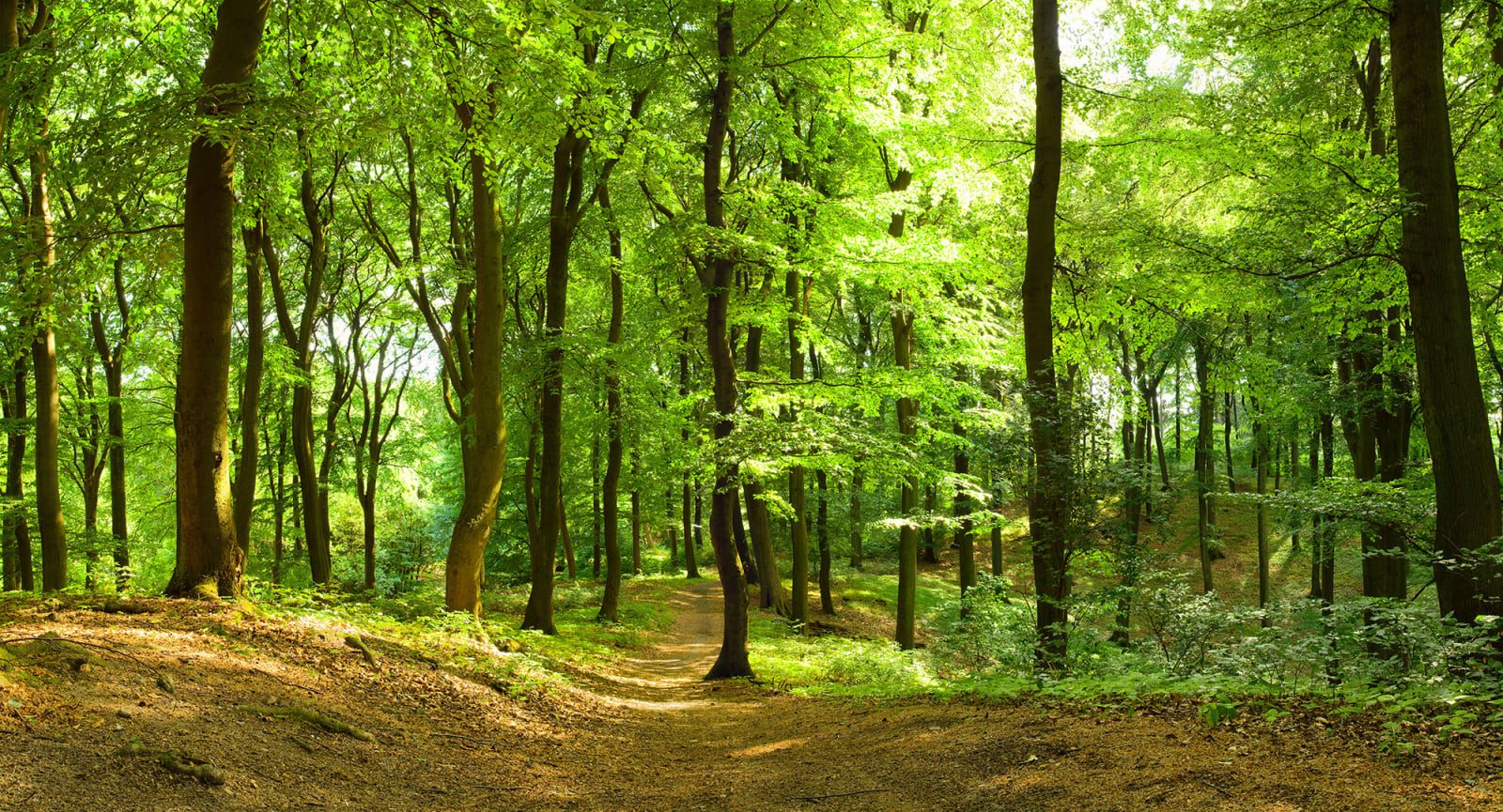 Forest, Rebel Walls