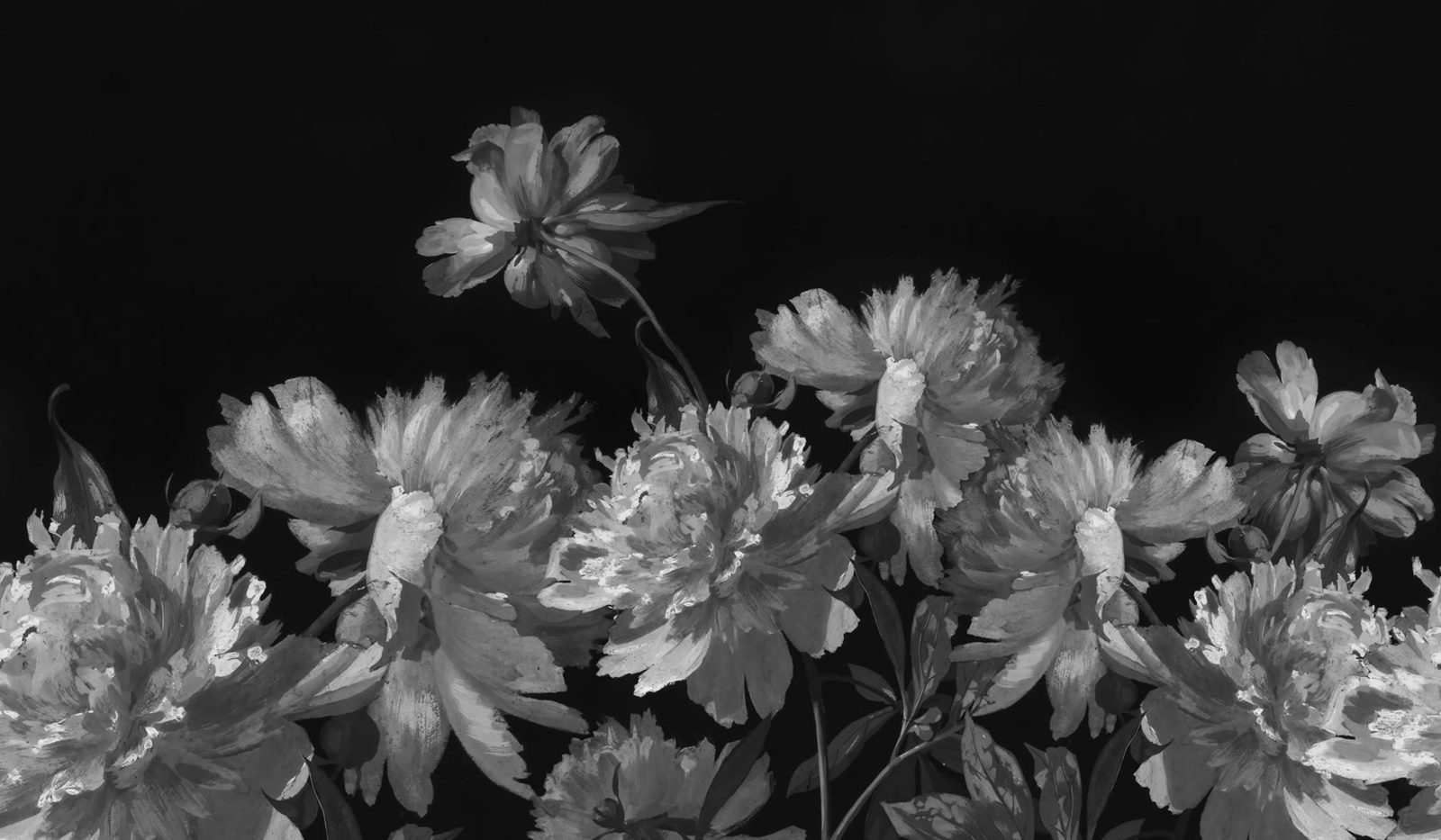 Vintage Peony, Black, Rebel Walls
