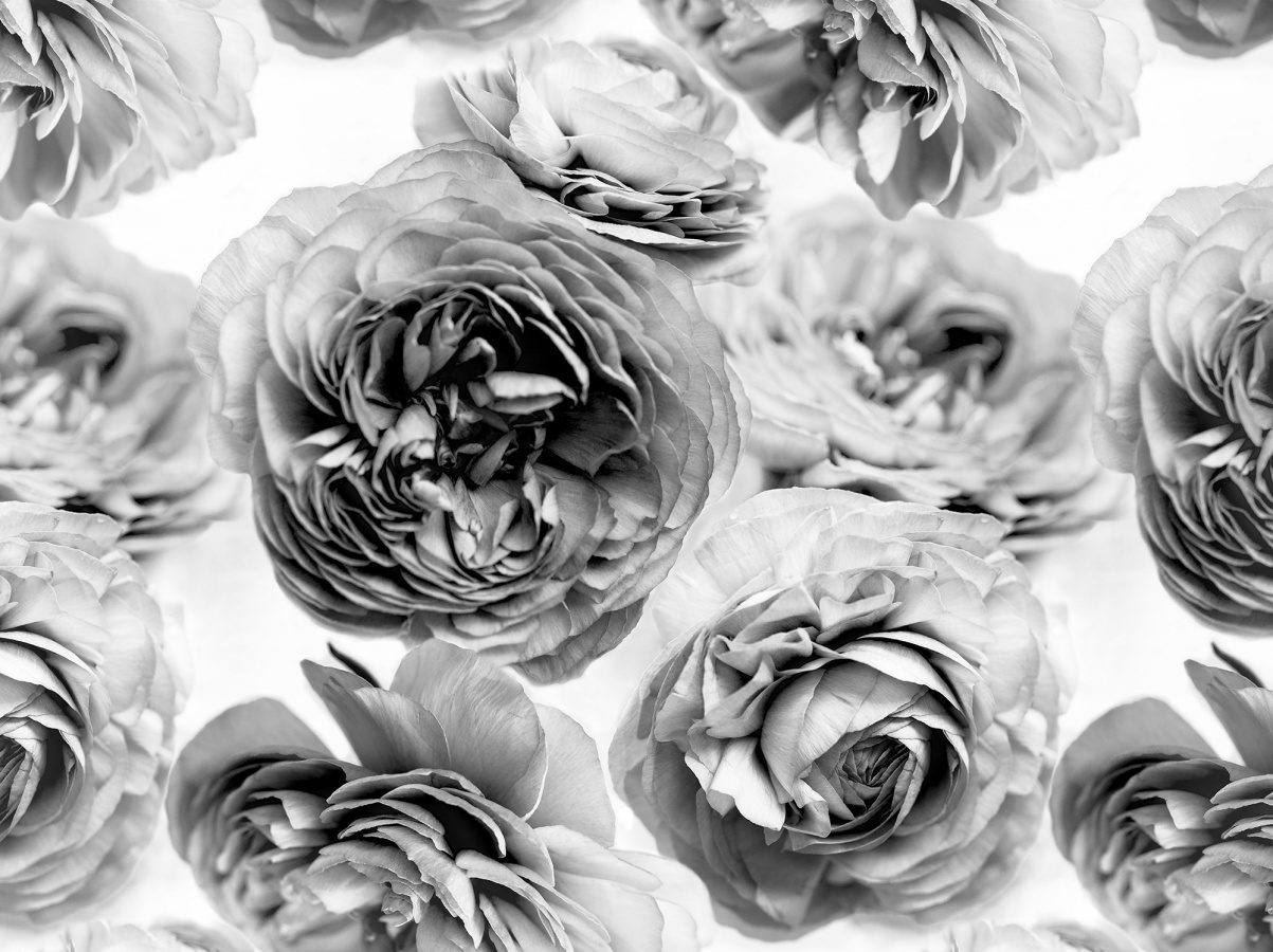 Summer Wind, Black and White, Rebel Walls