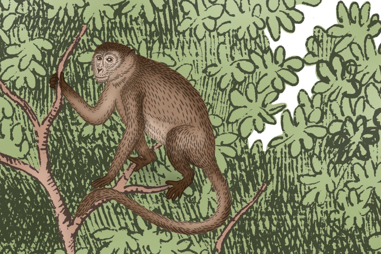 Tropical Bellewood, Monkeys, Rebel Walls 4