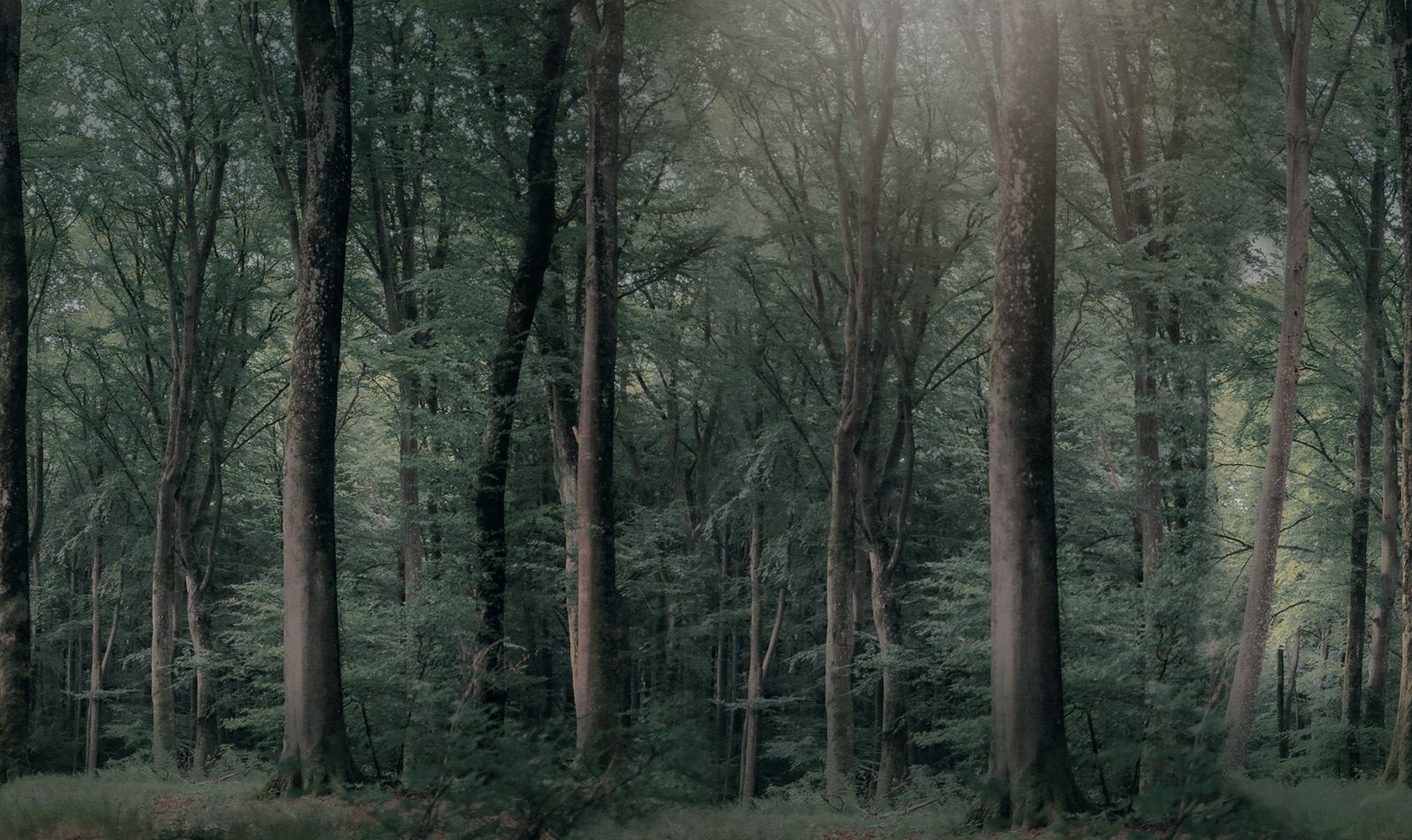 Whispering Woods, Dark Green, Rebel Walls