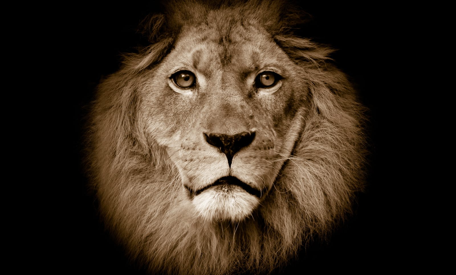 Lion, Rebel Walls