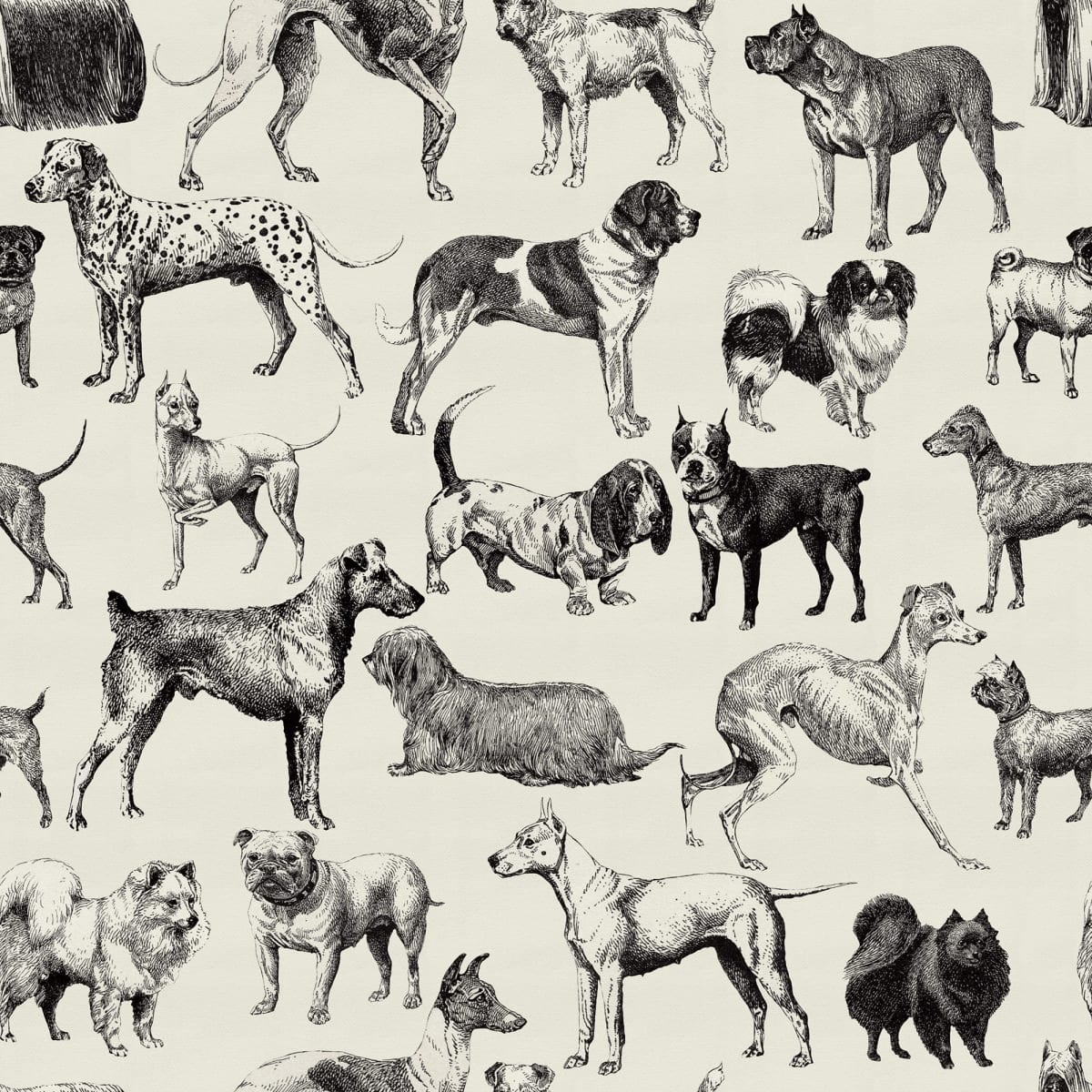 Dogs, Creme, Rebel Walls