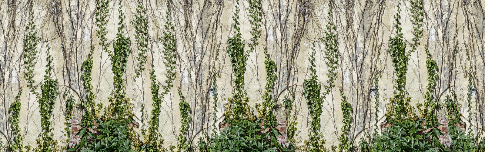 Climbing Ivy, Rebel Walls
