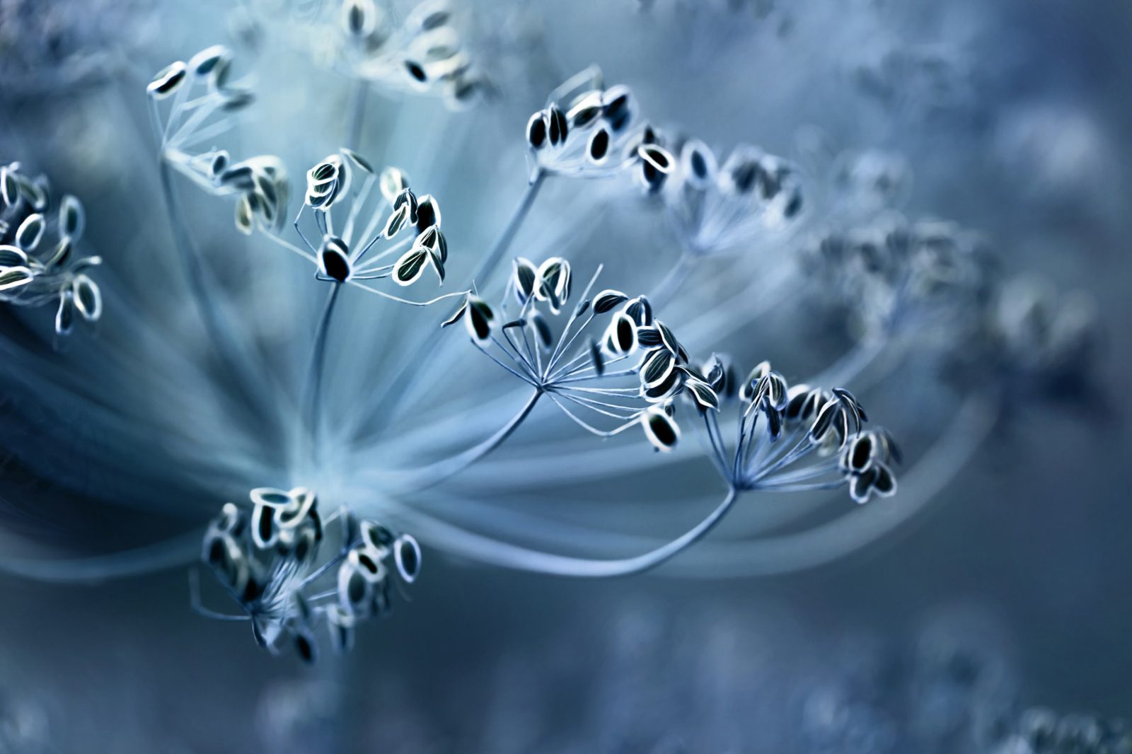 Blue Crown Dill, Rebel Walls