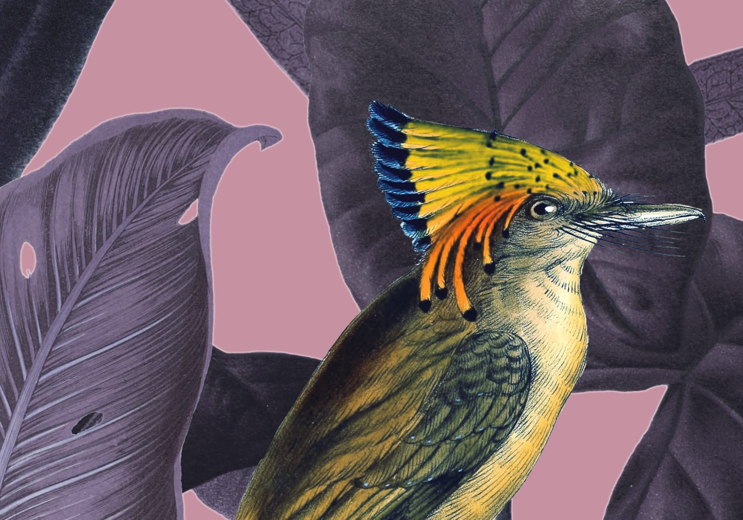 Yellow Bird, Dusk, Rebel Walls 5