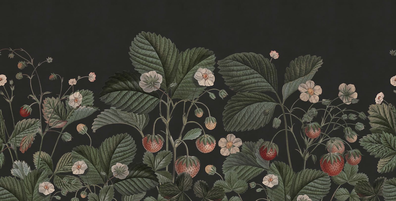 Wild Strawberries, Midnight, Rebel Walls