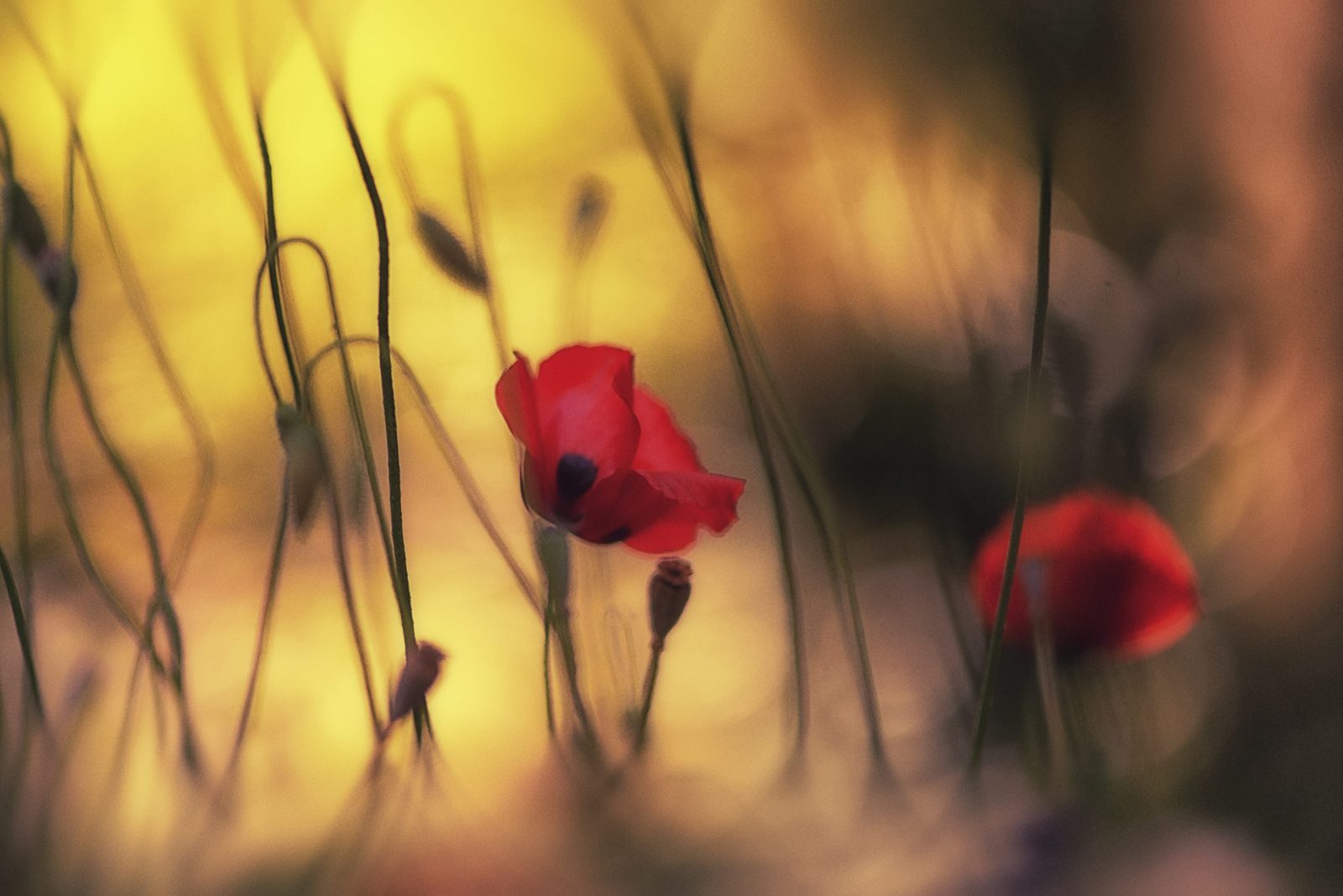 Soft Poppy, Rebel Walls