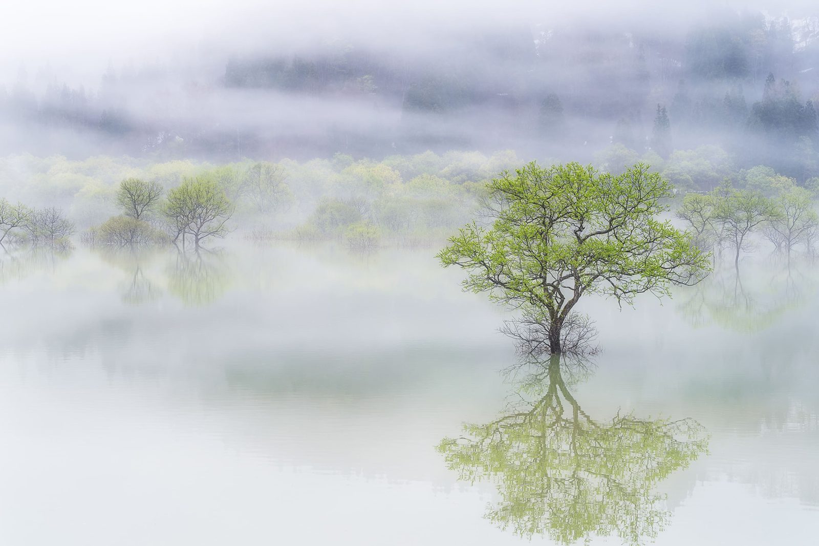 Misty Tree, Rebel Walls