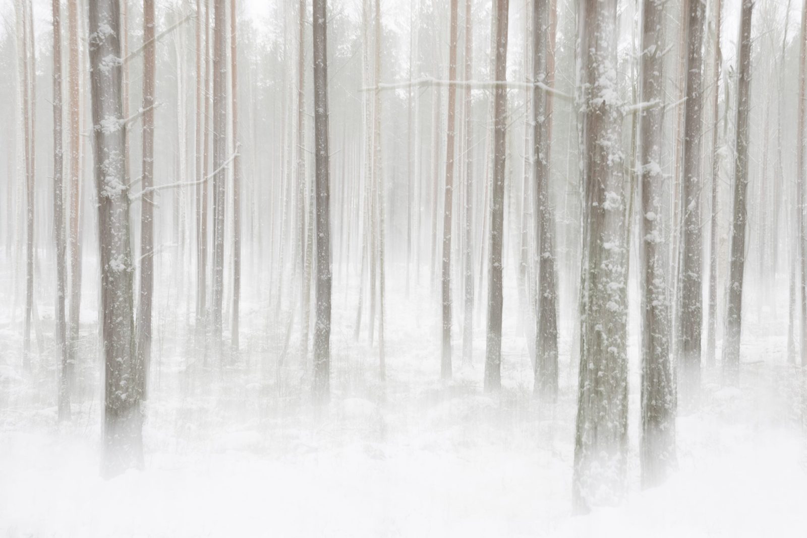 Winter Forest, Rebel Walls