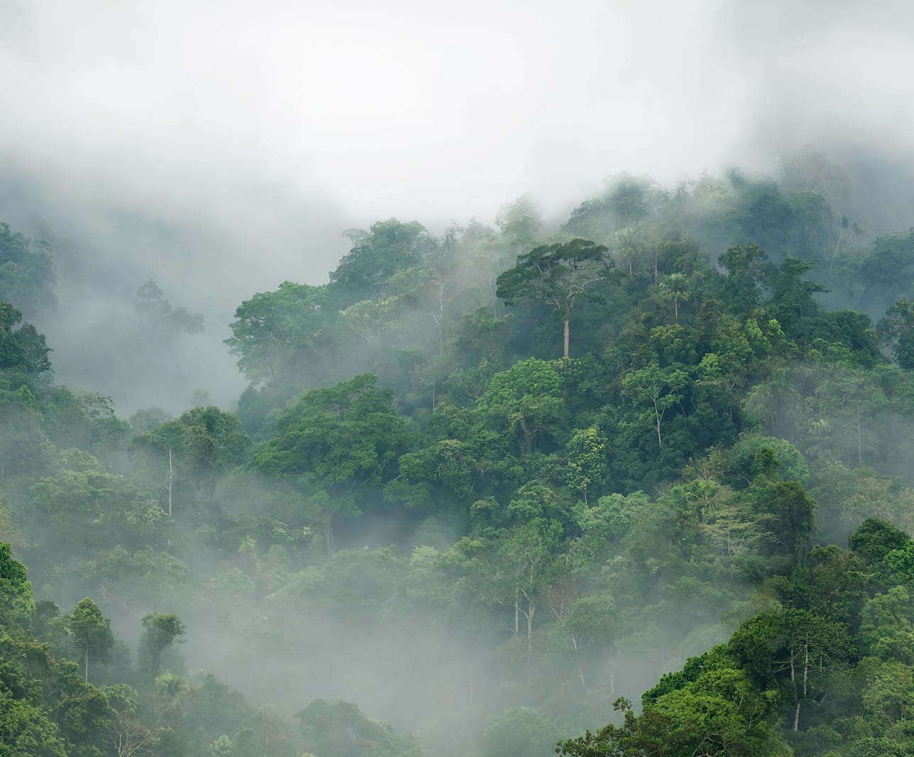 Misty Forest, Rebel Walls