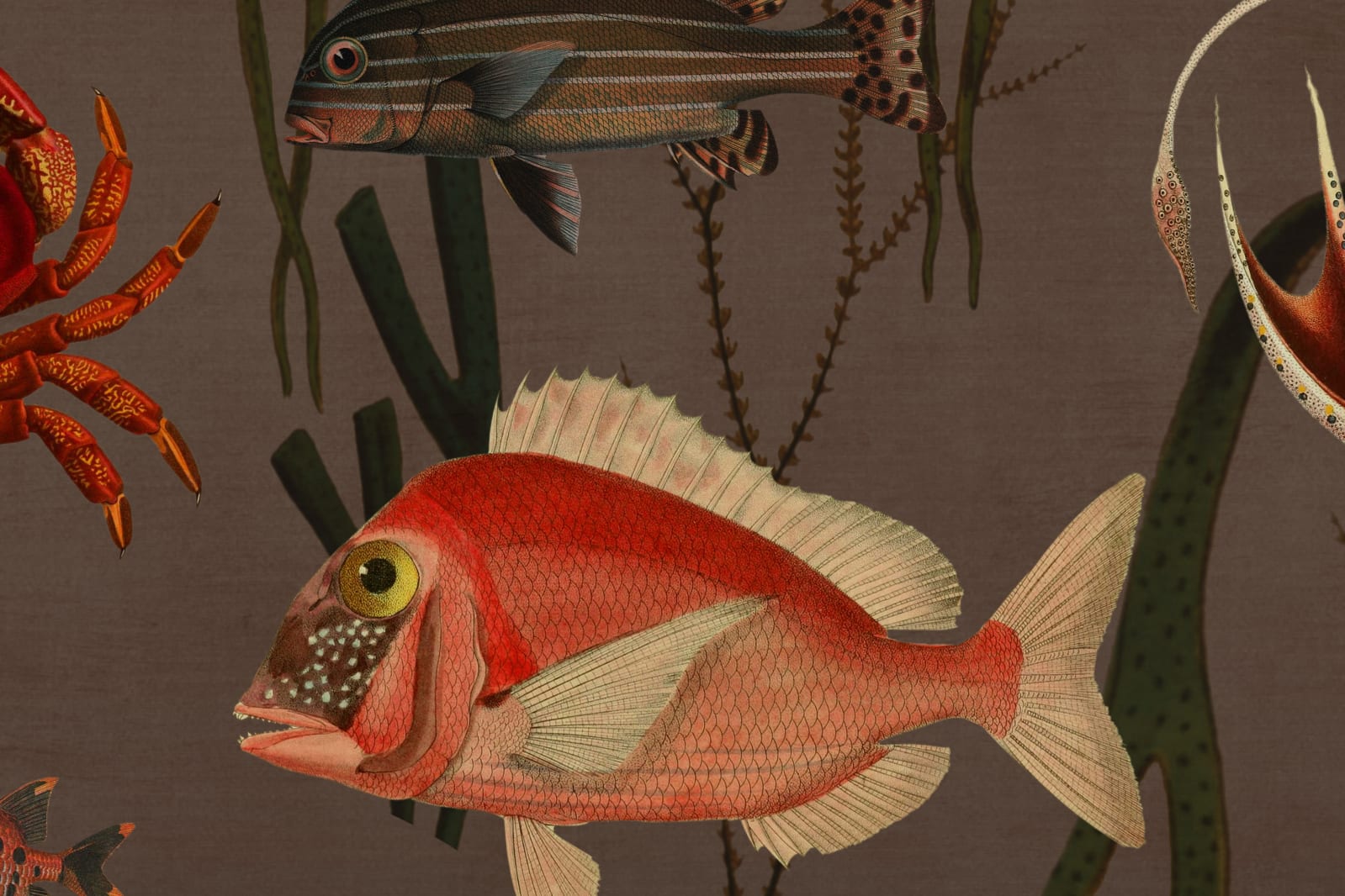 Aquatic Life, Coral, Rebel Walls 4