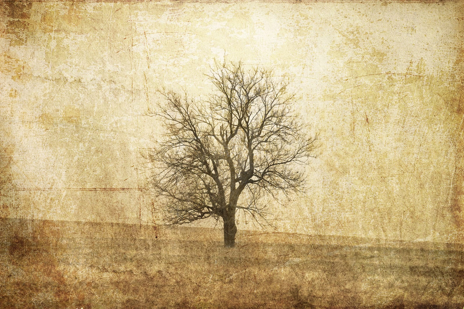 The Lonely Tree, Rebel Walls