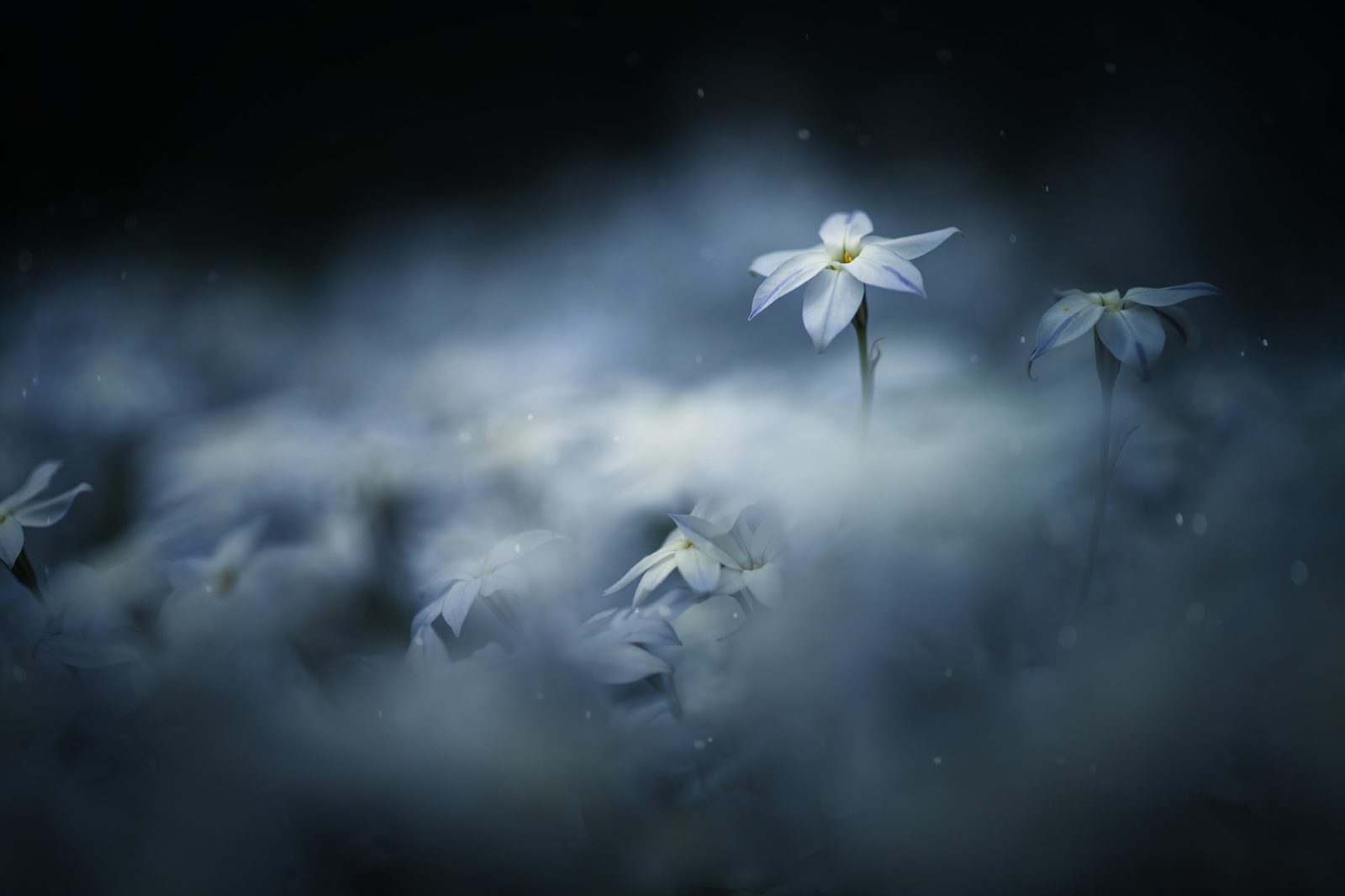 Midnight Flower, Rebel Walls