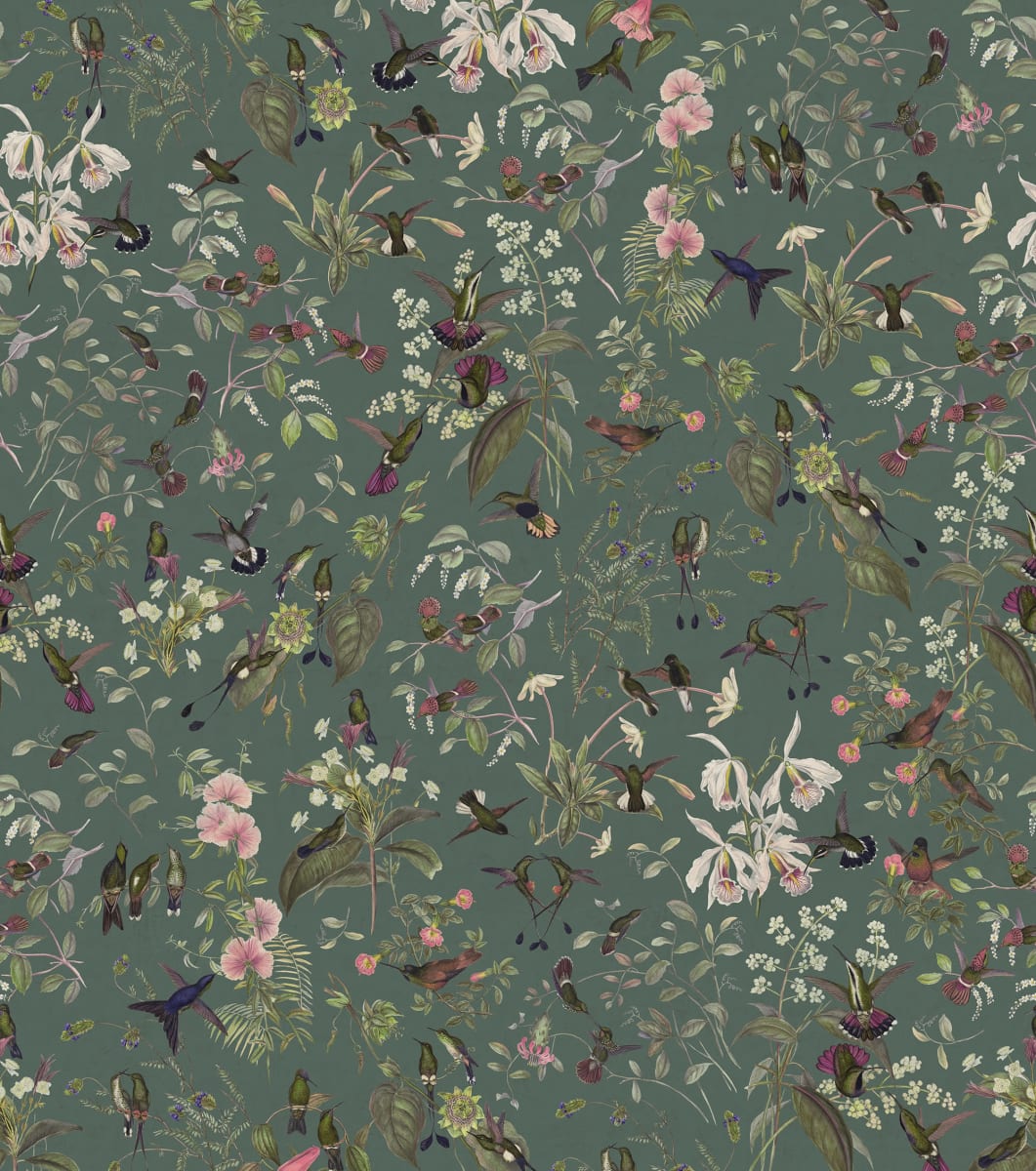 Hummingbird, Lush, Rebel Walls
