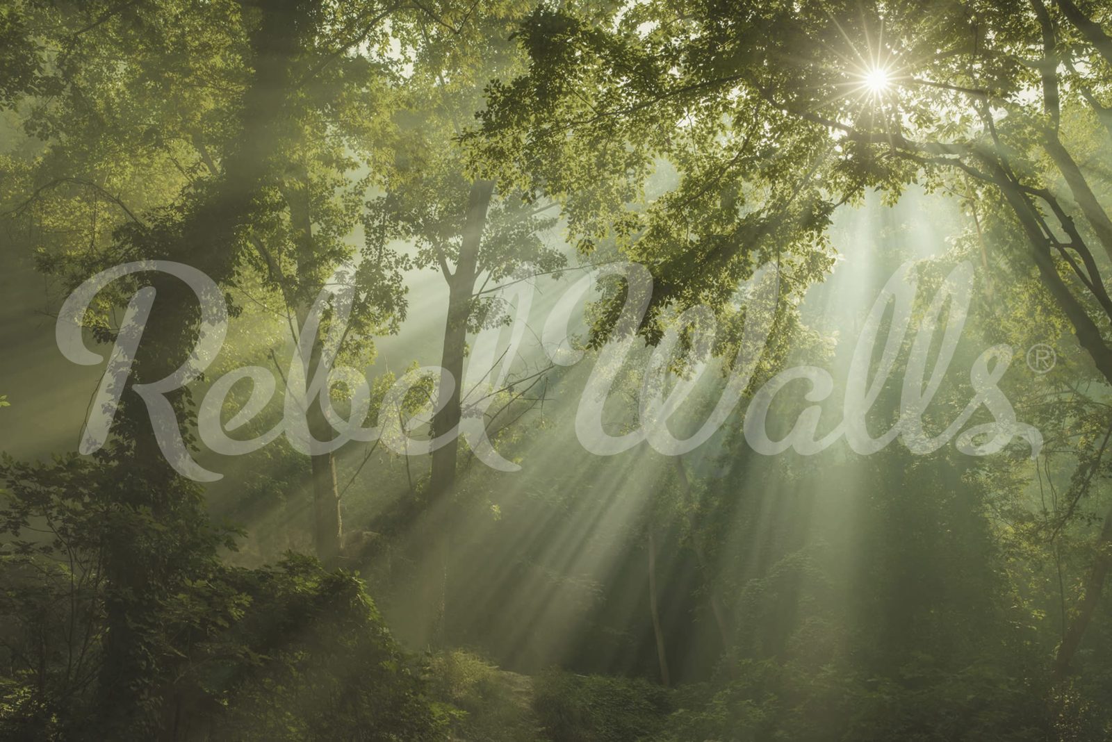 Sun Rays, Rebel Walls