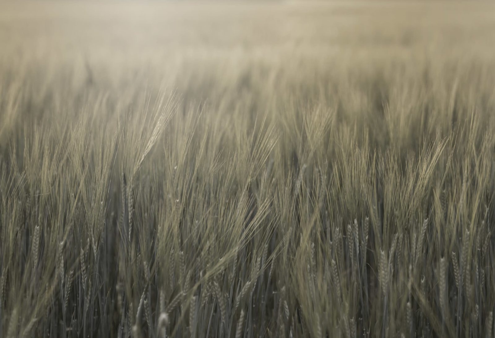 Rye Field, Green, Rebel Walls