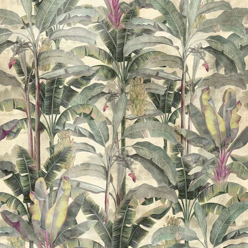 Musa verticalia, VLAdiLA