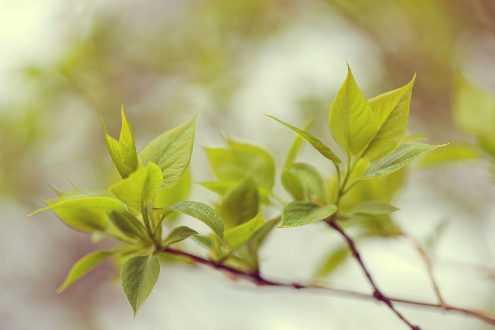 Green Leaves, Rebel Walls