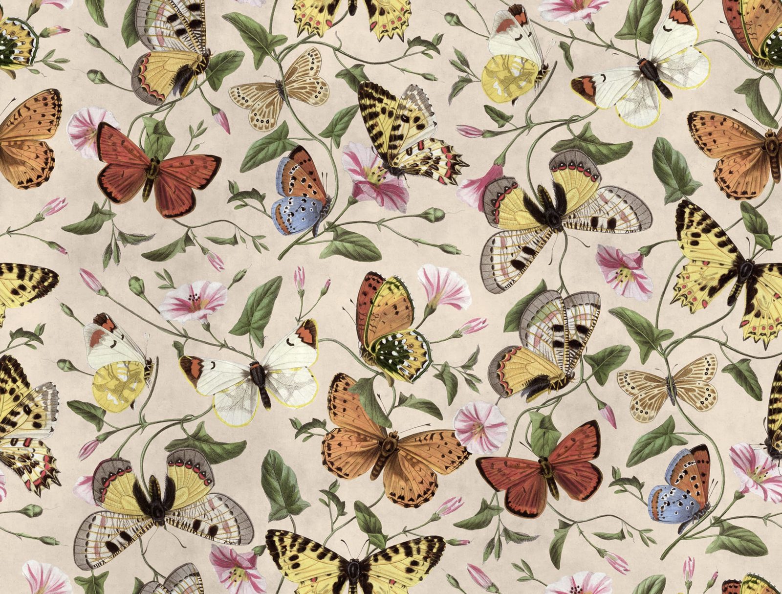 Butterflies, Color, Rebel Walls