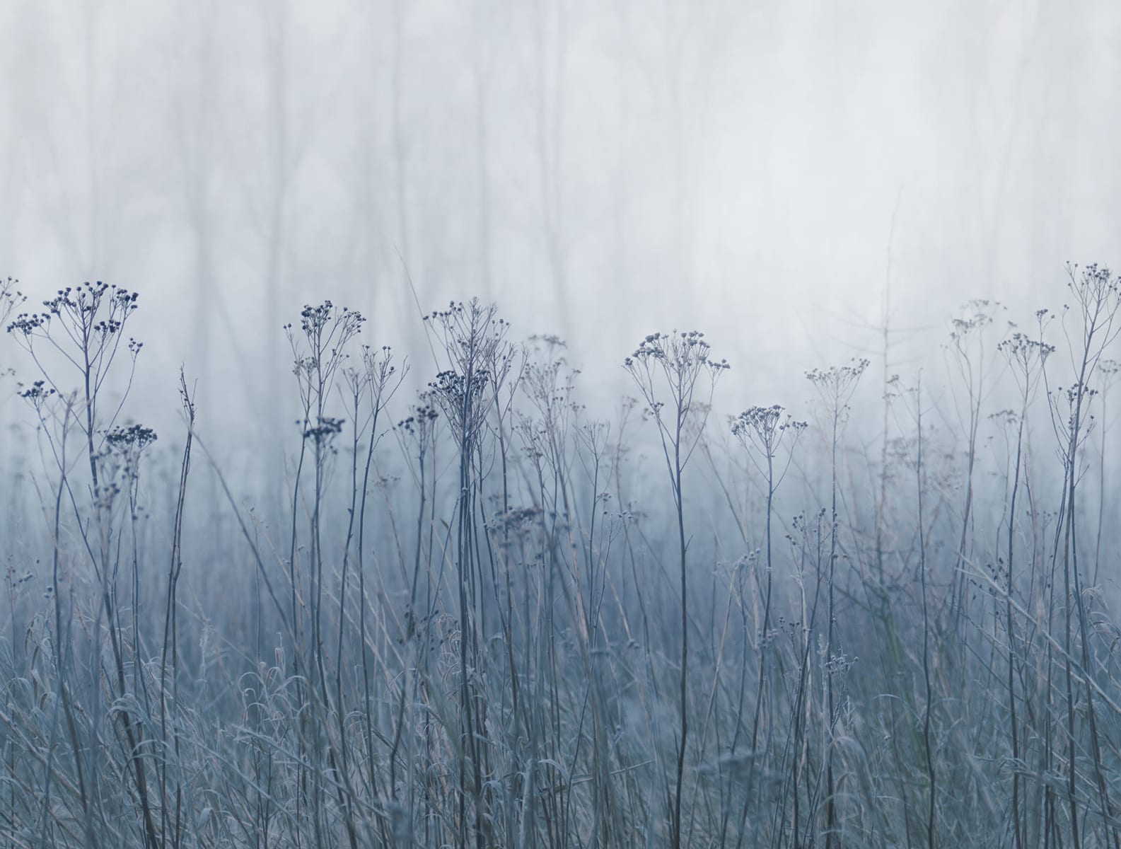 Autumn Haze, Blue, Rebel Walls