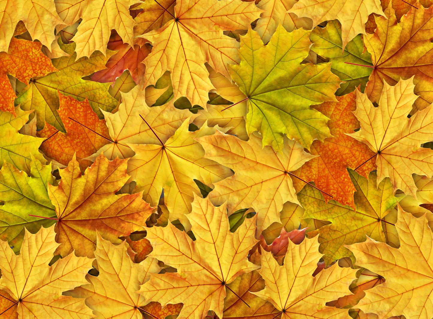 Autumn Leaves, Rebel Walls