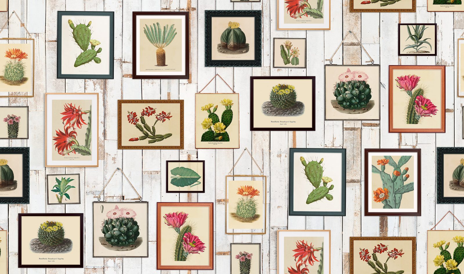 Cactus Wall Art, Rebel Walls
