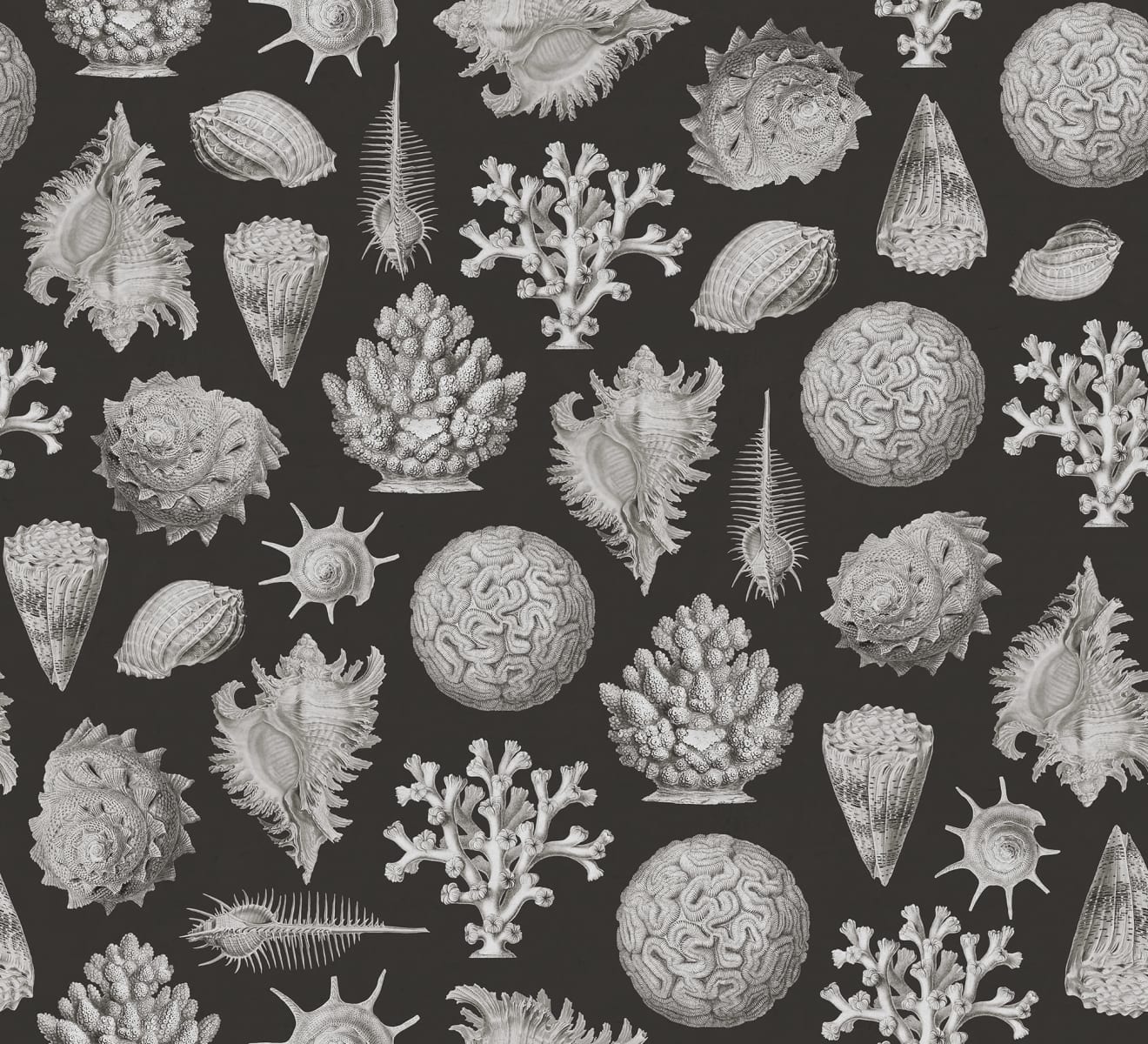 Seashells, Graphite, Rebel Walls