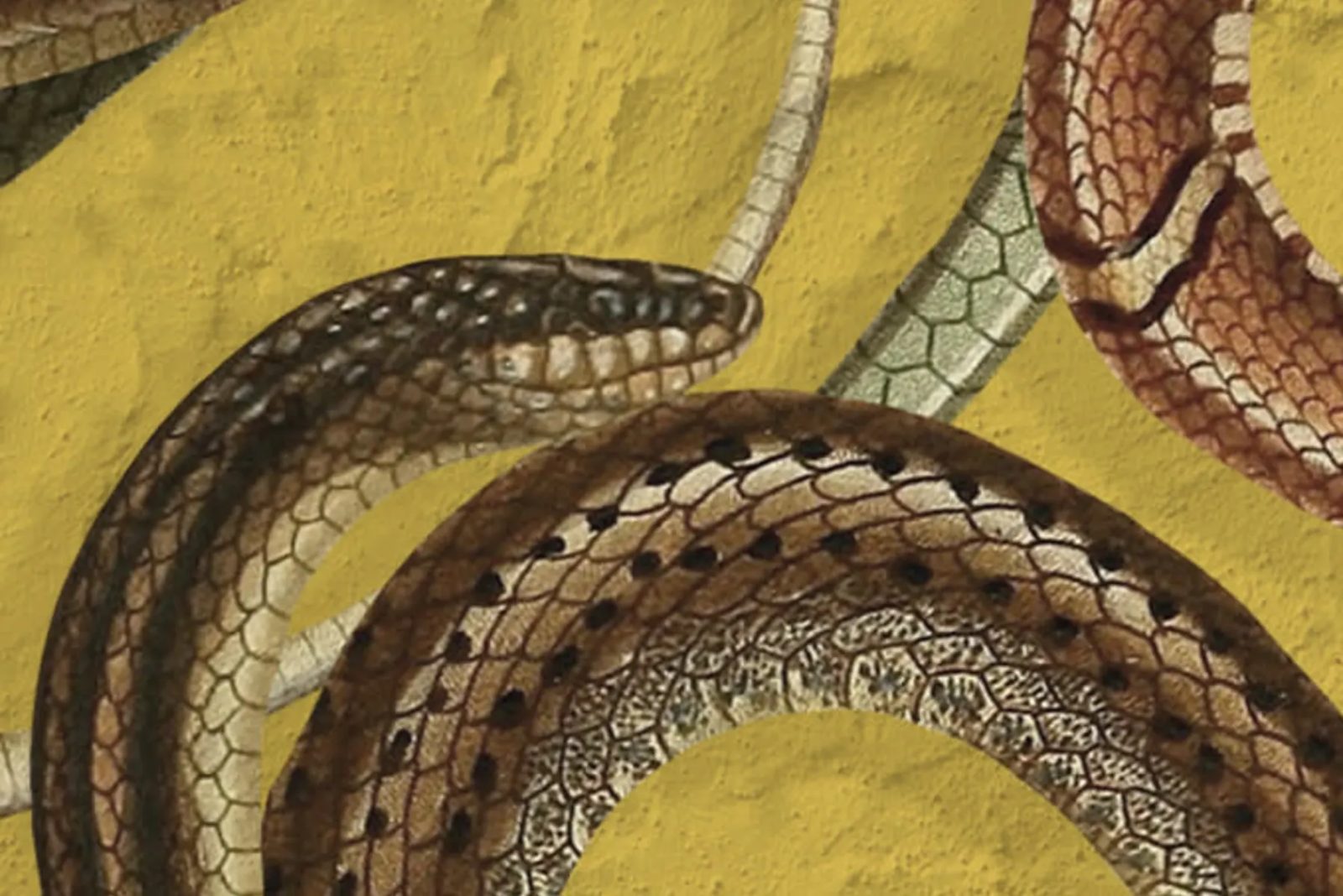 Snakey, Yellow, Rebel Walls 4