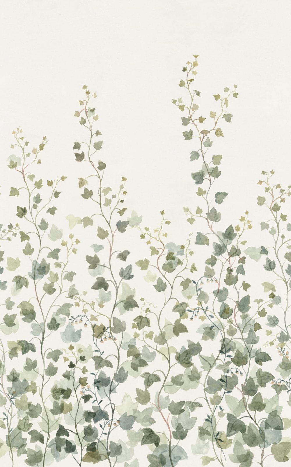Ivy, Green, Sandberg